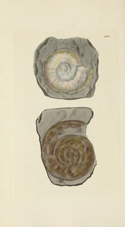 The Mineral Conchology Of Great Britain Pl 530