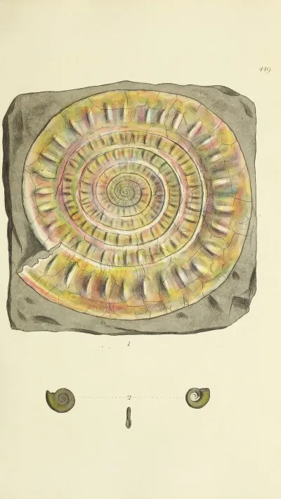 The Mineral Conchology Of Great Britain Pl 531