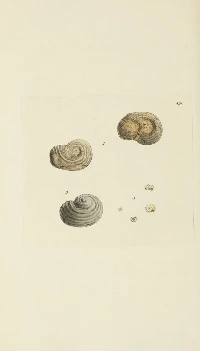 The Mineral Conchology Of Great Britain Pl 532
