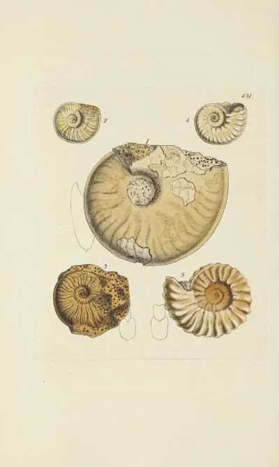 The Mineral Conchology Of Great Britain Pl 533