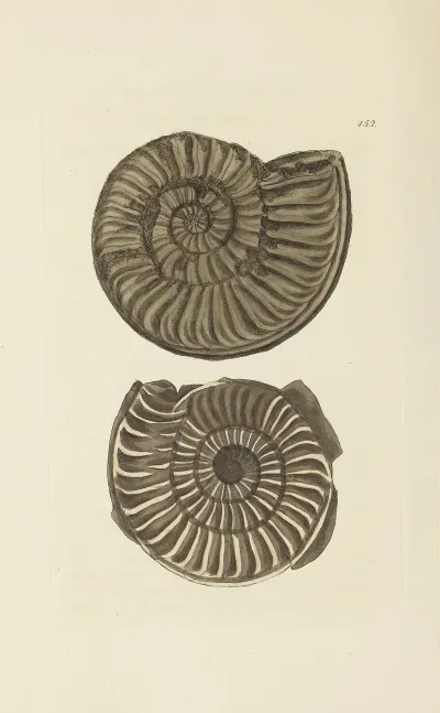 The Mineral Conchology Of Great Britain Pl 534
