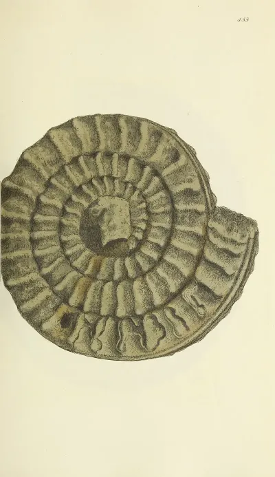 The Mineral Conchology Of Great Britain Pl 535
