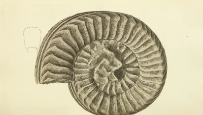 The Mineral Conchology Of Great Britain Pl 536