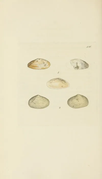 The Mineral Conchology Of Great Britain Pl 537