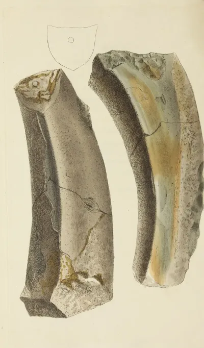 The Mineral Conchology Of Great Britain Pl 538