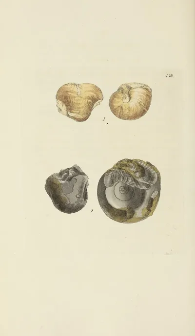 The Mineral Conchology Of Great Britain Pl 539