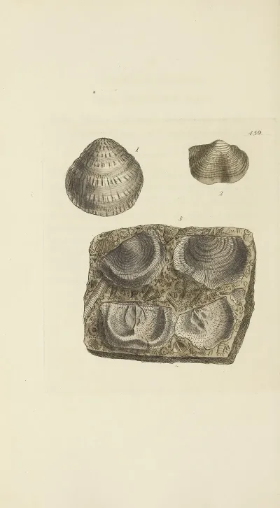 The Mineral Conchology Of Great Britain Pl 540