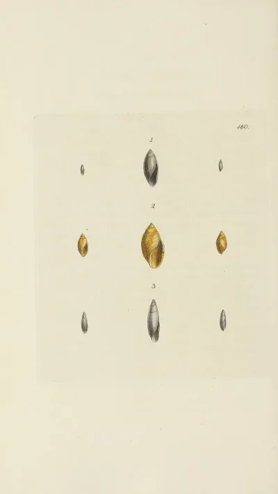 The Mineral Conchology Of Great Britain Pl 541