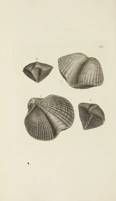 The Mineral Conchology Of Great Britain Pl 542