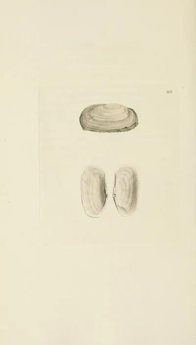 The Mineral Conchology Of Great Britain Pl 543