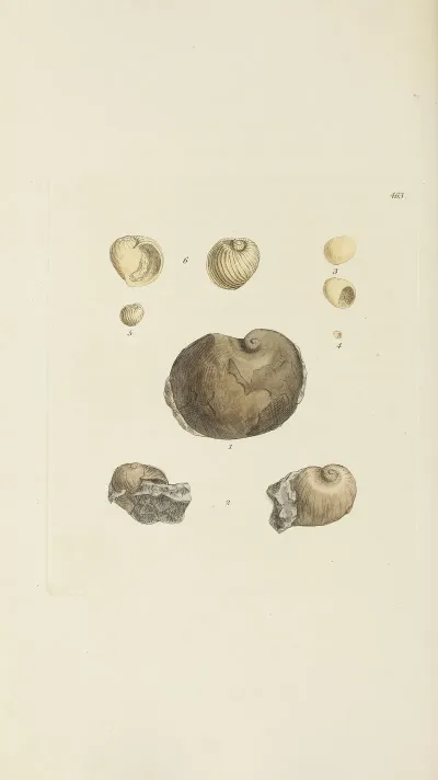 The Mineral Conchology Of Great Britain Pl 544