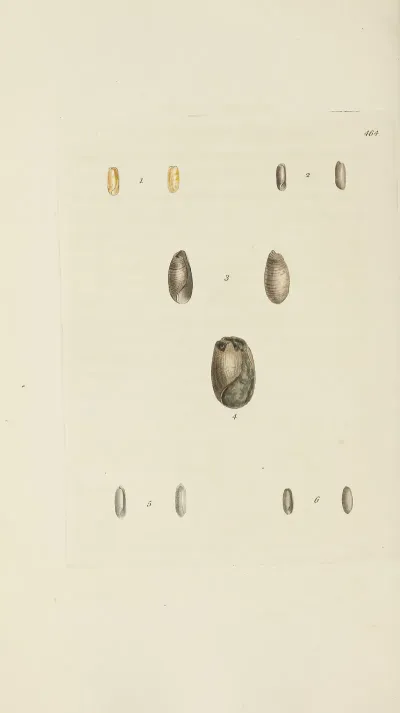 The Mineral Conchology Of Great Britain Pl 545