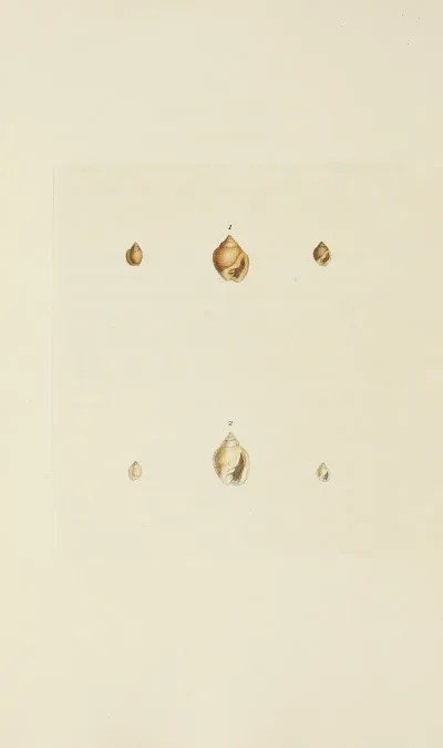 The Mineral Conchology Of Great Britain Pl 546