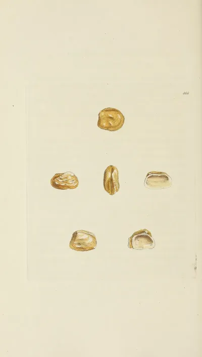 The Mineral Conchology Of Great Britain Pl 547