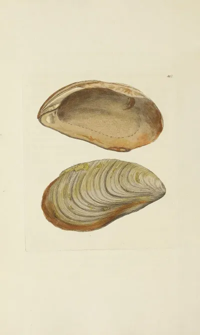 The Mineral Conchology Of Great Britain Pl 548