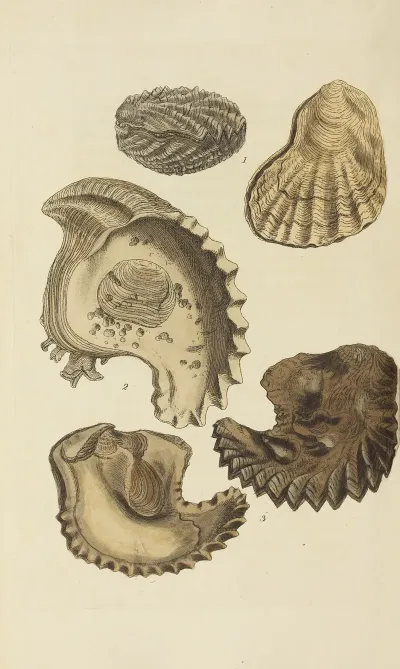 The Mineral Conchology Of Great Britain Pl 549