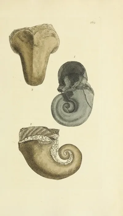 The Mineral Conchology Of Great Britain Pl 550
