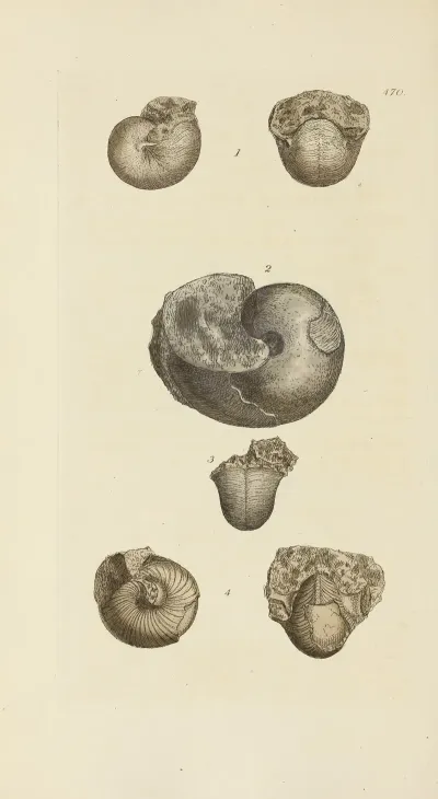 The Mineral Conchology Of Great Britain Pl 551
