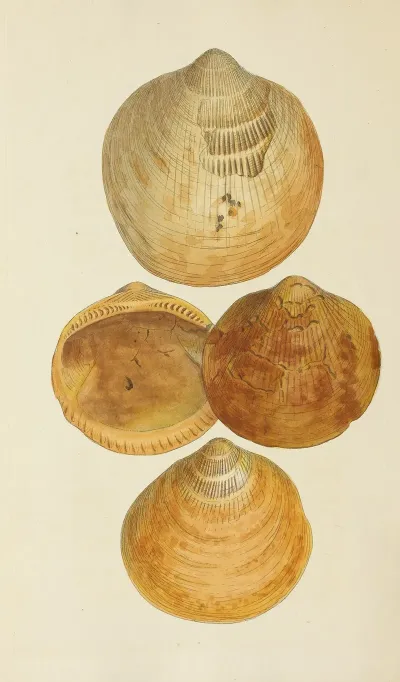 The Mineral Conchology Of Great Britain Pl 552
