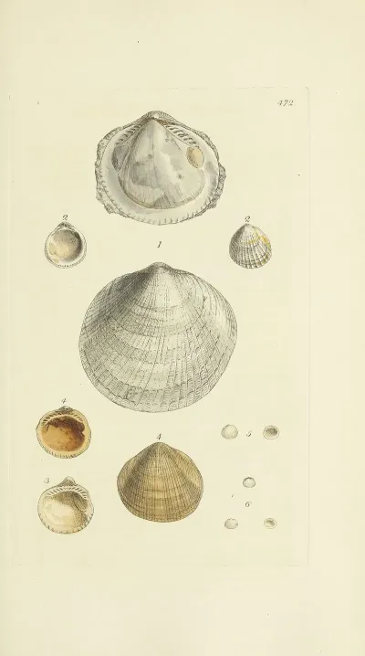 The Mineral Conchology Of Great Britain Pl 553