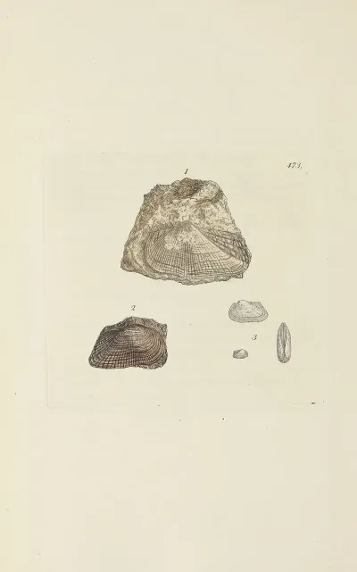 The Mineral Conchology Of Great Britain Pl 554