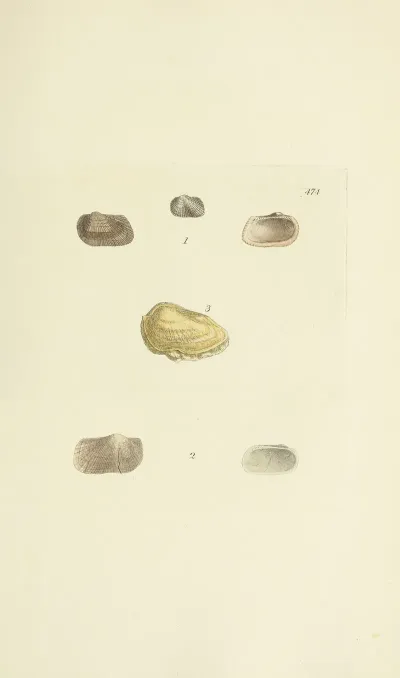 The Mineral Conchology Of Great Britain Pl 555