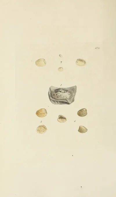 The Mineral Conchology Of Great Britain Pl 556