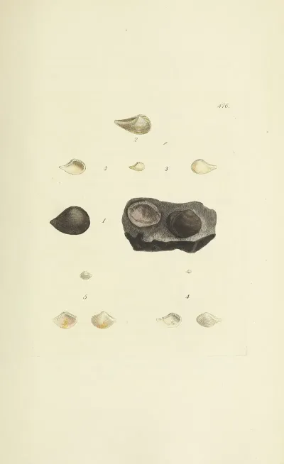 The Mineral Conchology Of Great Britain Pl 557