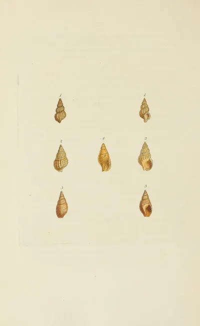 The Mineral Conchology Of Great Britain Pl 558