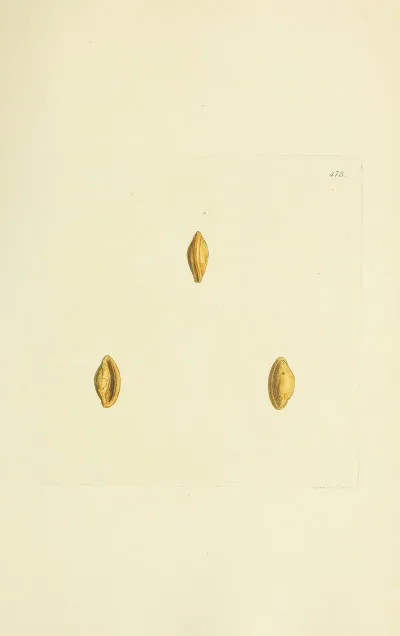 The Mineral Conchology Of Great Britain Pl 559