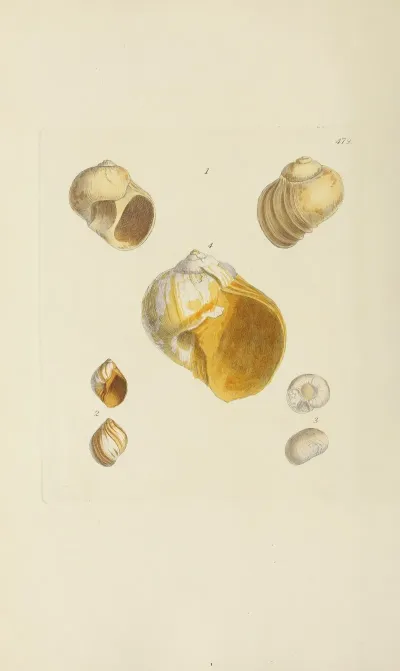 The Mineral Conchology Of Great Britain Pl 560