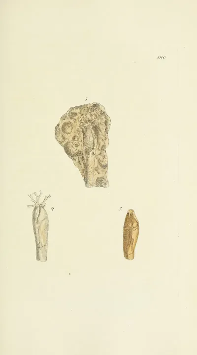 The Mineral Conchology Of Great Britain Pl 561