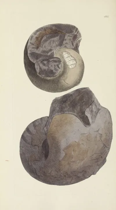 The Mineral Conchology Of Great Britain Pl 562