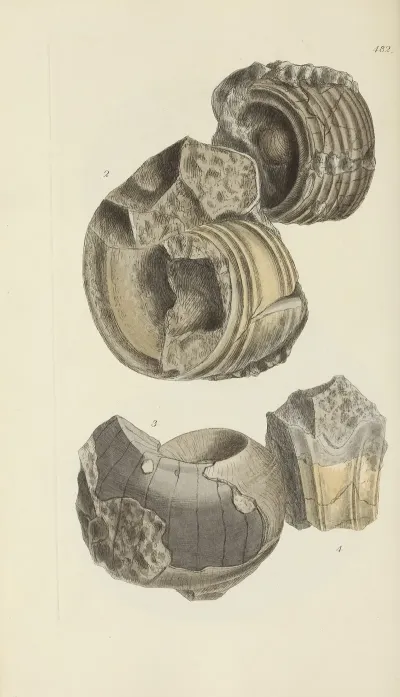 The Mineral Conchology Of Great Britain Pl 563