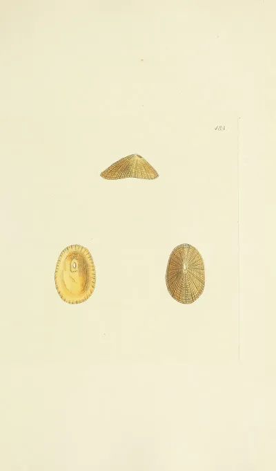 The Mineral Conchology Of Great Britain Pl 564