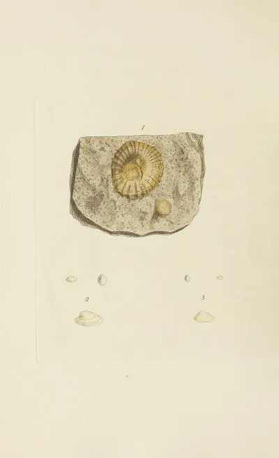 The Mineral Conchology Of Great Britain Pl 565