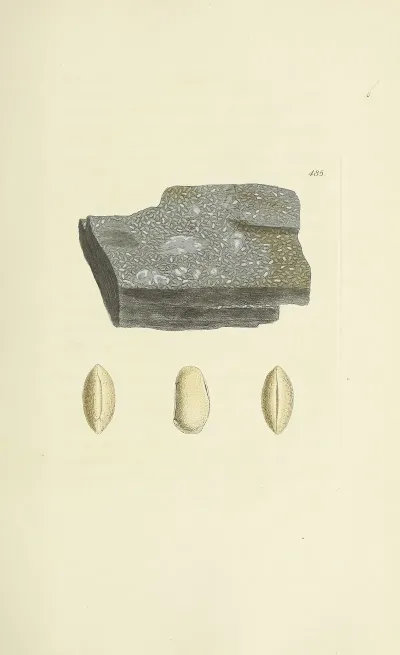 The Mineral Conchology Of Great Britain Pl 566