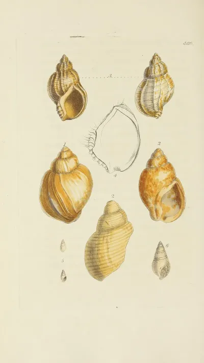 The Mineral Conchology Of Great Britain Pl 567