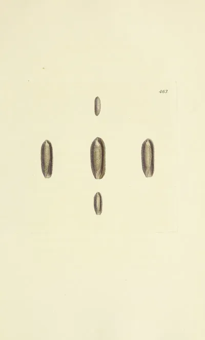 The Mineral Conchology Of Great Britain Pl 568