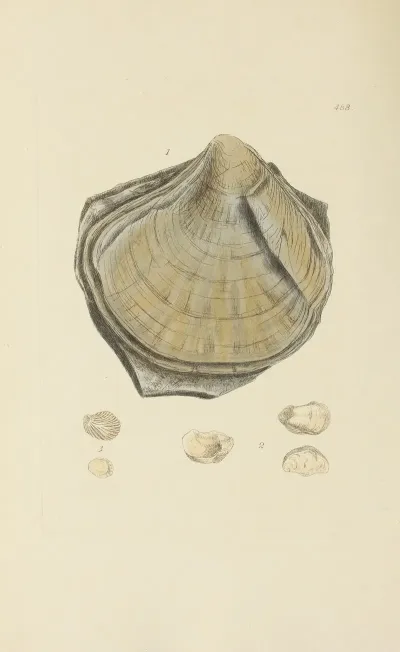 The Mineral Conchology Of Great Britain Pl 569