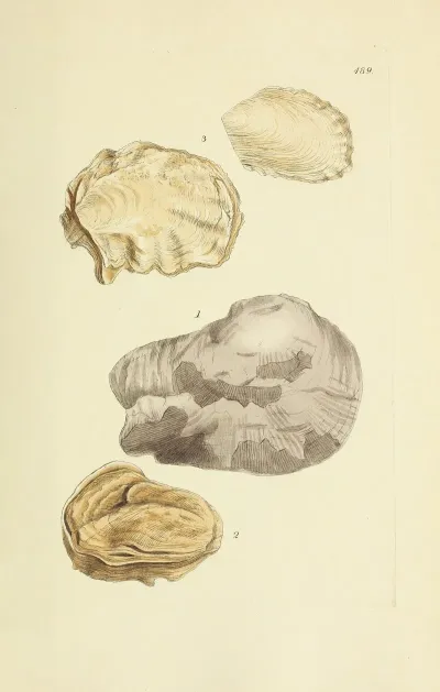The Mineral Conchology Of Great Britain Pl 570