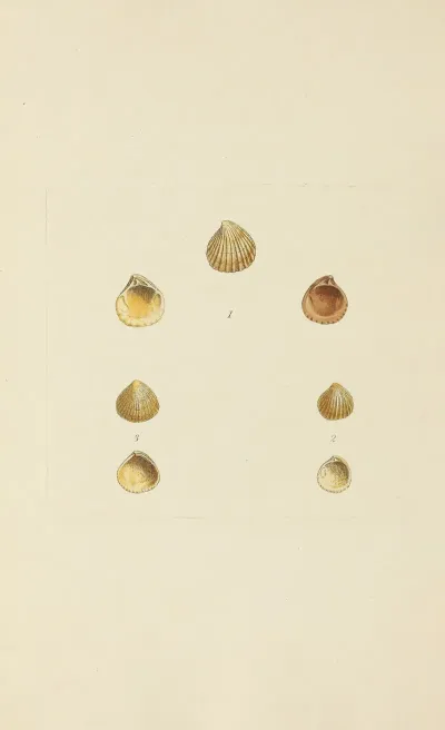 The Mineral Conchology Of Great Britain Pl 571