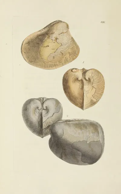 The Mineral Conchology Of Great Britain Pl 572