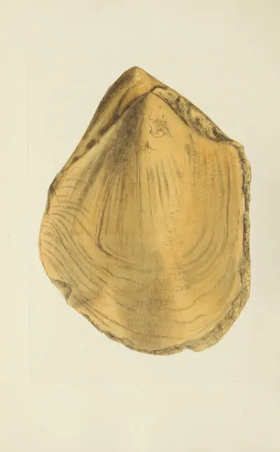 The Mineral Conchology Of Great Britain Pl 573