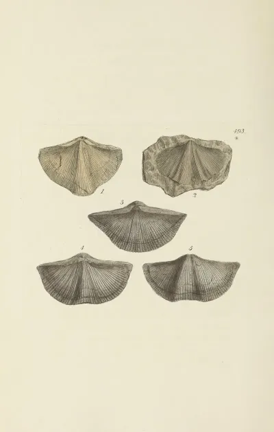 The Mineral Conchology Of Great Britain Pl 574