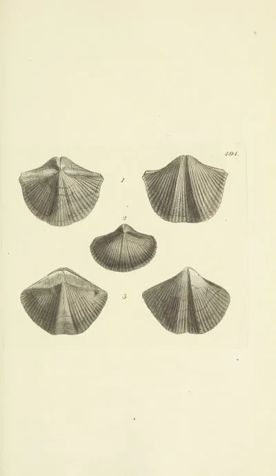 The Mineral Conchology Of Great Britain Pl 575