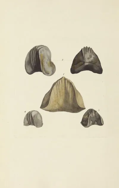 The Mineral Conchology Of Great Britain Pl 576