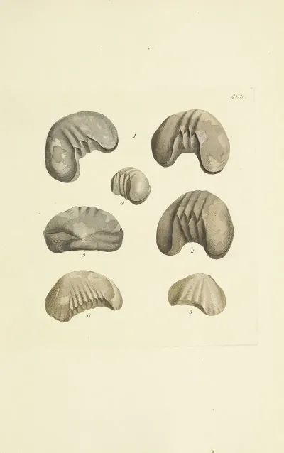 The Mineral Conchology Of Great Britain Pl 577