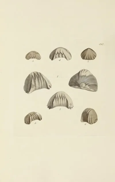 The Mineral Conchology Of Great Britain Pl 578