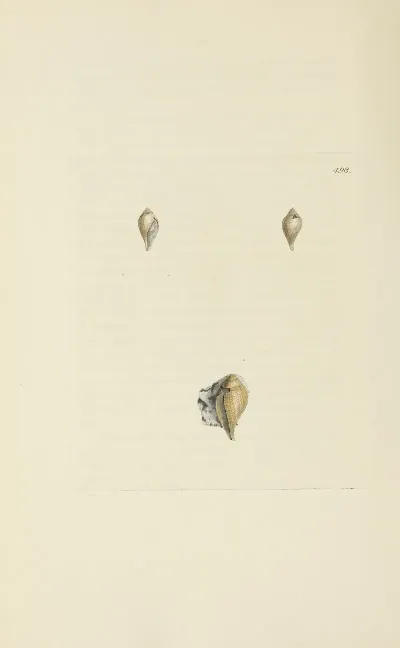 The Mineral Conchology Of Great Britain Pl 579